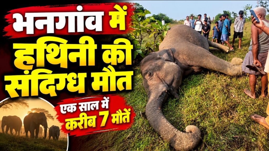 पश्चिमी सिंहभूम में हाथियों की मौत पर बढ़ी चिंता: भनगांव में हथिनी संदिग्ध हालत में मृत, एक साल में करीब सात मौतें
