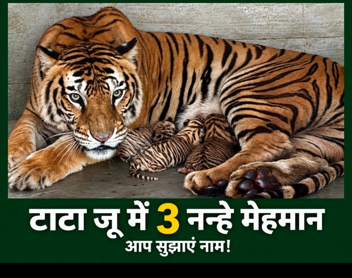 टाटा जू में तीन नन्हे मेहमान, नाम सुझाइए और पाइए खास सम्मान